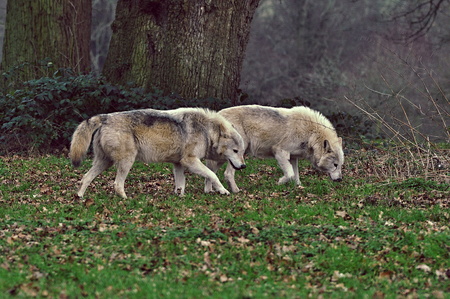 Wolvesの写真素材