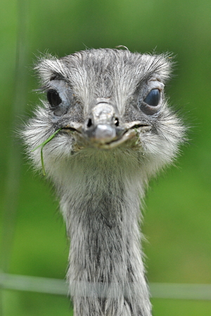 Ostrichの写真素材
