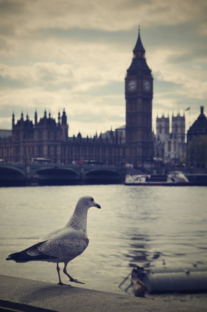 Seagull front of Big Benの写真素材