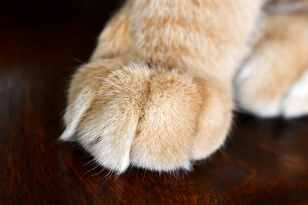 Ginger cat paw closeup. Cat sitting on the table.の写真素材
