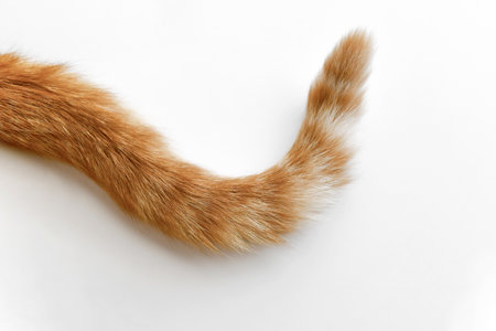 Ginger cat tail.
