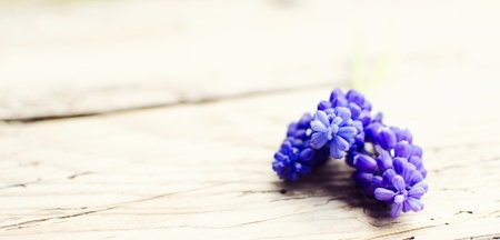 spring blue flowersの写真素材