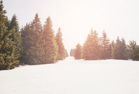 Beautiful winter landscape with snow covered treesの写真素材