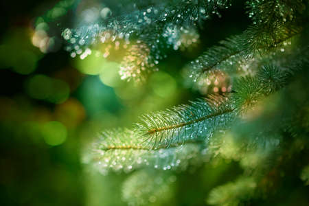 Christmas background, pine tree with bokeh lightsの写真素材