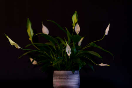 Peace Lily, spatifilum flower plant in decorative potの写真素材