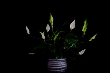 Peace Lily, Spathiphyllum flower plant in decorative potの写真素材
