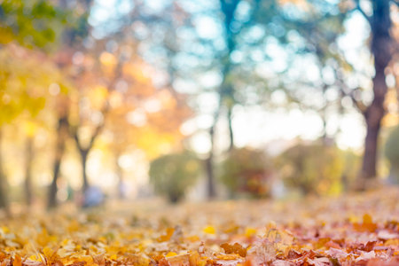 blurred abstract photo of light burst among trees and glitter golden bokeh lights.の写真素材