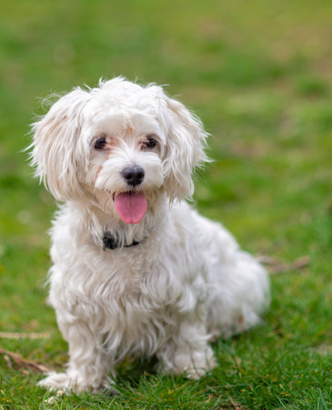 Lovely cheerful Maltese dog, pet, white puppy in garden, summertime
