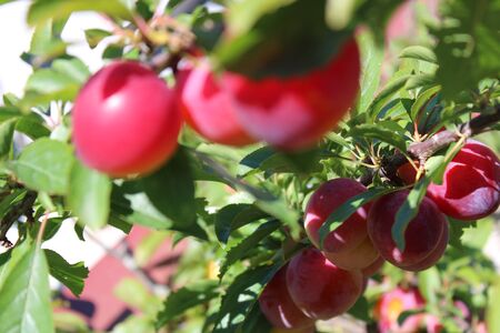 Common plum(Prunus domestica) fruit on plum tree in the gardenの写真素材