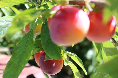 Common plum(Prunus domestica) fruit on plum tree in the gardenの写真素材