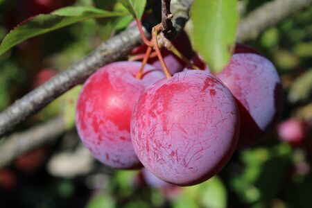 Common plum(Prunus domestica) fruit on plum tree in the gardenの写真素材
