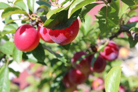 Common plum(Prunus domestica) fruit on plum tree in the gardenの写真素材