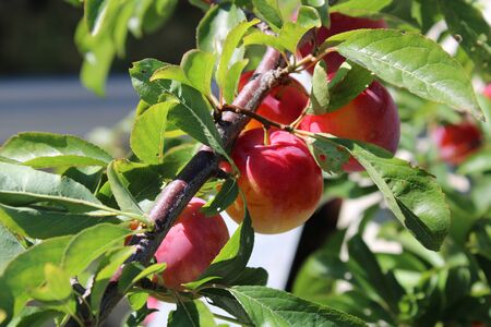 Common plum(Prunus domestica) fruit on plum tree in the gardenの写真素材
