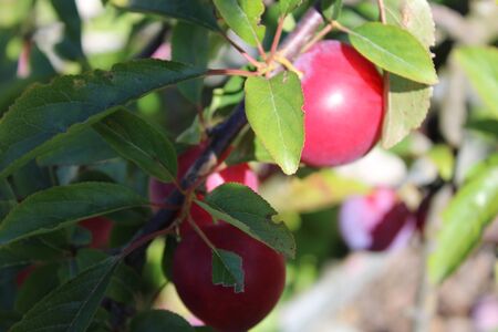 Common plum(Prunus domestica) fruit on plum tree in the gardenの写真素材