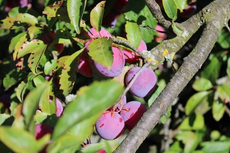 Common plum(Prunus domestica) fruit on plum tree in the gardenの写真素材