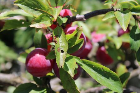 Common plum(Prunus domestica) fruit on plum tree in the gardenの写真素材