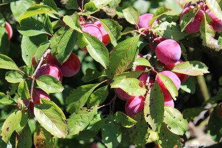 Common plum(Prunus domestica) fruit on plum tree in the gardenの写真素材