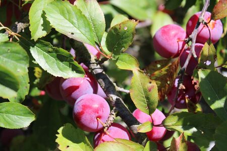 Common plum(Prunus domestica) fruit on plum tree in the gardenの写真素材