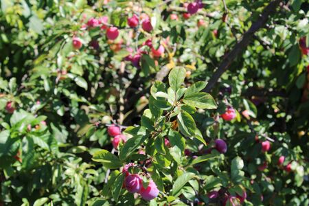 Common plum(Prunus domestica) fruit on plum tree in the gardenの写真素材