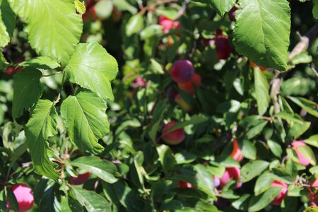 Common plum(Prunus domestica) fruit on plum tree in the gardenの写真素材