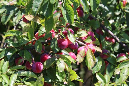 Common plum(Prunus domestica) fruit on plum tree in the gardenの写真素材