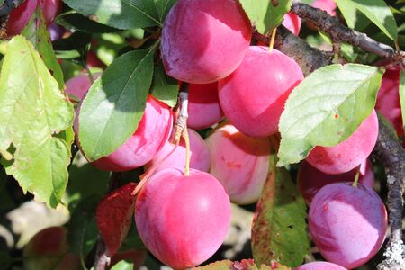 Common plum(Prunus domestica) fruit on plum tree in the gardenの写真素材