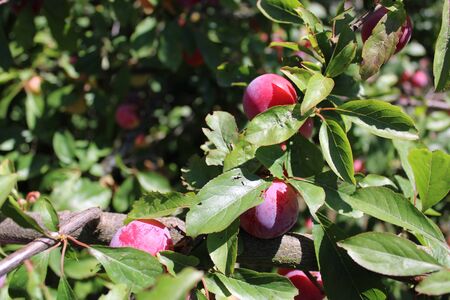 Common plum(Prunus domestica) fruit on plum tree in the gardenの写真素材