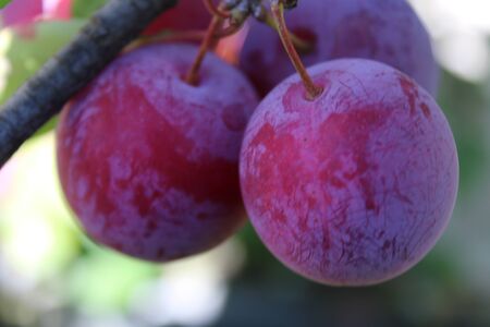 Common plum(Prunus domestica) fruit on plum tree in the gardenの写真素材