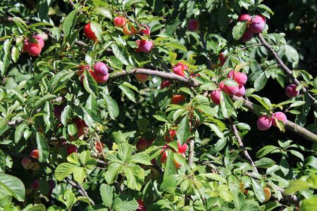 Common plum(Prunus domestica) fruit on plum tree in the gardenの写真素材