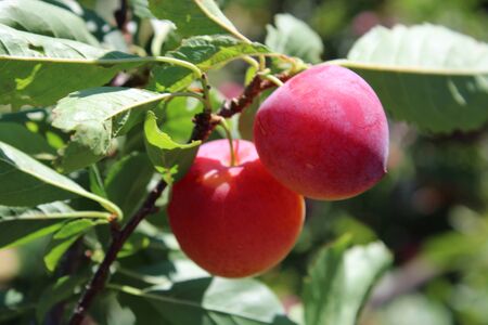 Common plum(Prunus domestica) fruit on plum tree in the gardenの写真素材
