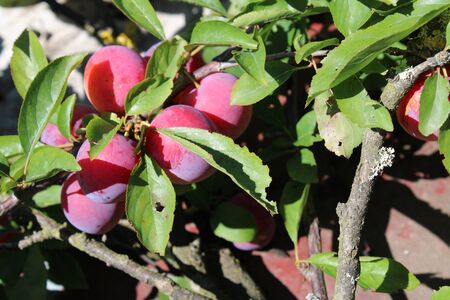 Common plum(Prunus domestica) fruit on plum tree in the gardenの写真素材