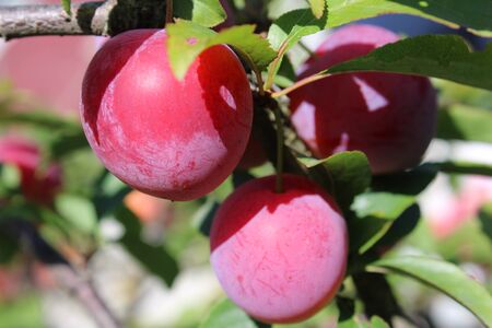 Common plum(Prunus domestica) fruit on plum tree in the gardenの写真素材