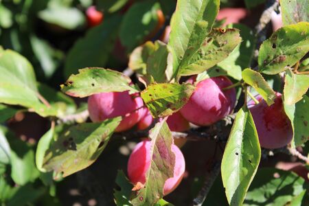 Common plum(Prunus domestica) fruit on plum tree in the gardenの写真素材