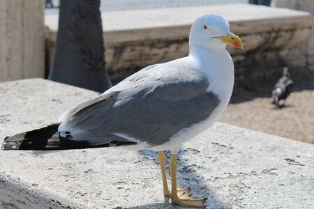 A beautiful and clean seagull is white and gray colorの写真素材