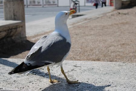 A beautiful and clean seagull is white and gray colorの写真素材