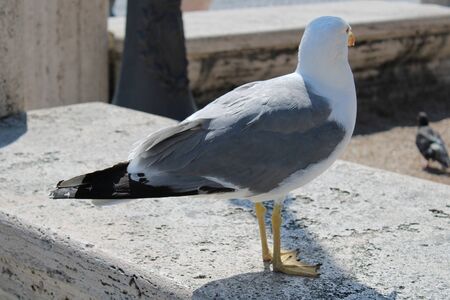 A beautiful and clean seagull is white and gray colorの写真素材