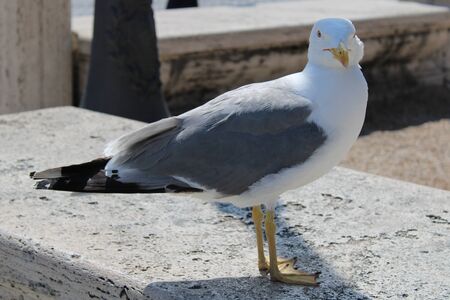A beautiful and clean seagull is white and gray colorの写真素材