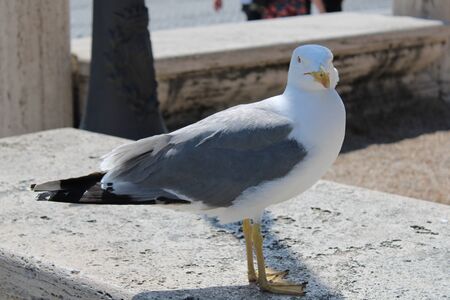 A beautiful and clean seagull is white and gray colorの写真素材