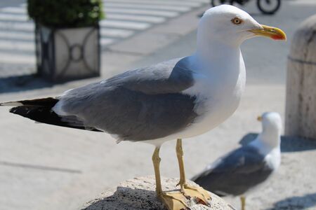 A beautiful and clean seagull is white and gray colorの写真素材