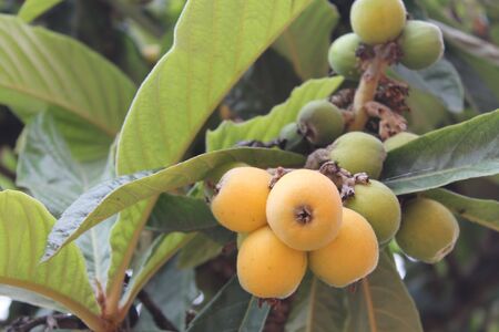 loquat(Eriobotrya japonica) fruit on loquat plant with a wonderful view of fruit plantの写真素材