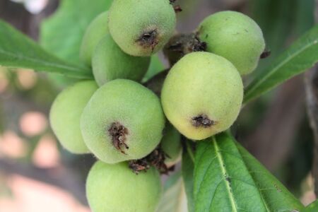 loquat(Eriobotrya japonica) fruit on loquat plant with a wonderful view of fruit plantの写真素材