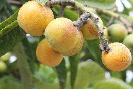 loquat(Eriobotrya japonica) fruit on loquat plant with a wonderful view of fruit plantの写真素材
