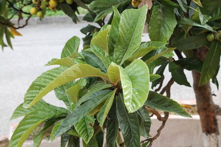 loquat(Eriobotrya japonica) fruit on loquat plant with a wonderful view of fruit plantの写真素材