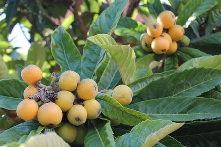 loquat(Eriobotrya japonica) fruit on loquat plant with a wonderful view of fruit plantの写真素材