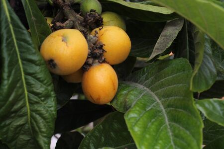loquat(Eriobotrya japonica) fruit on loquat plant with a wonderful view of fruit plantの写真素材