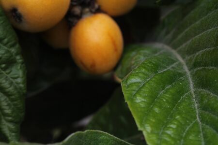 loquat(Eriobotrya japonica) fruit on loquat plant with a wonderful view of fruit plantの写真素材