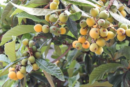 loquat(Eriobotrya japonica) fruit on loquat plant with a wonderful view of fruit plantの写真素材
