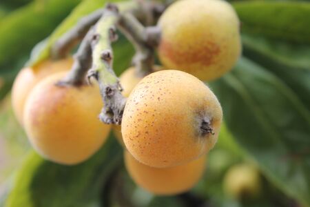 loquat(Eriobotrya japonica) fruit on loquat plant with a wonderful view of fruit plantの写真素材