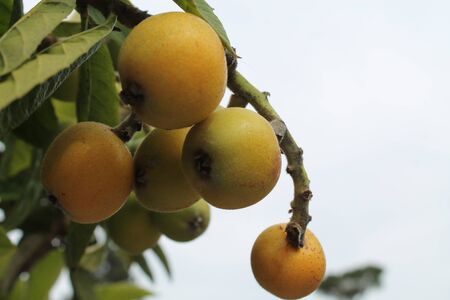 loquat(Eriobotrya japonica) fruit on loquat plant with a wonderful view of fruit plantの写真素材
