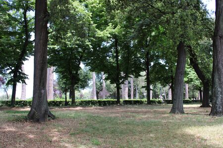 dense forest older tree and natural greenery in the forestの写真素材